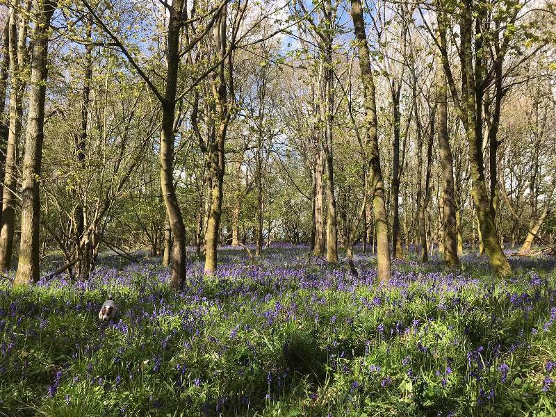 Self catering accommodation in a beautiful garden near the historic ridgeway